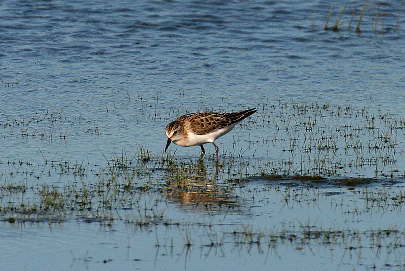 Pikkusirri Calidris minuta