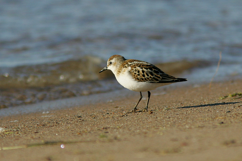 Pikkusirri Calidris minuta