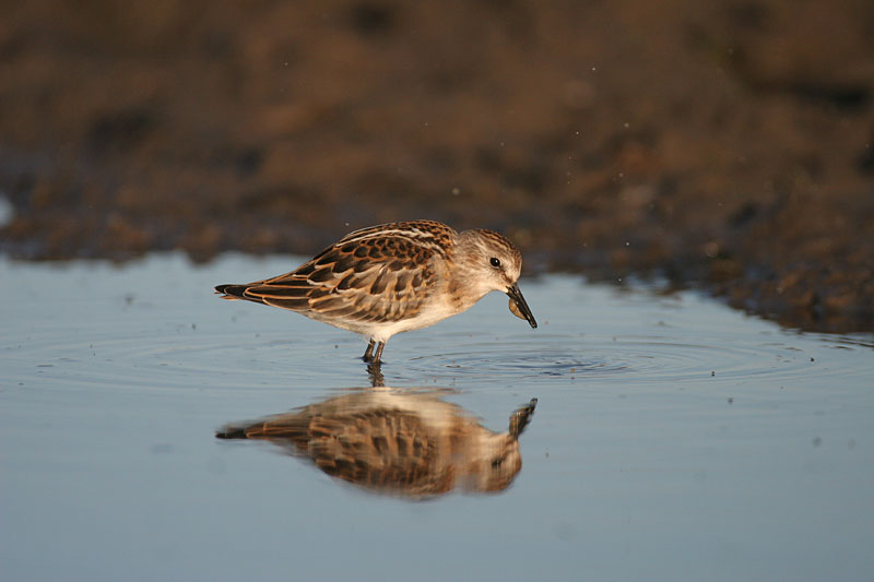 Pikkusirri Calidris minuta