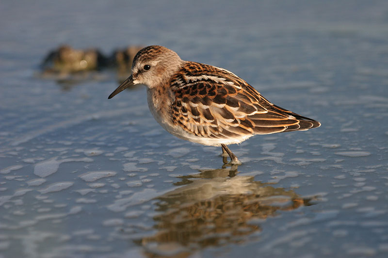 Pikkusirri Calidris minuta