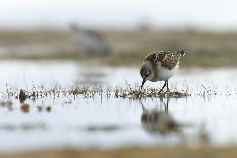 Pikkusirri Calidris minuta