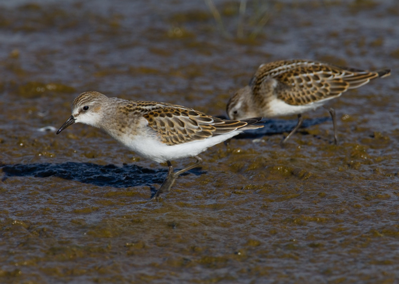 Pikkusirri Calidris minuta