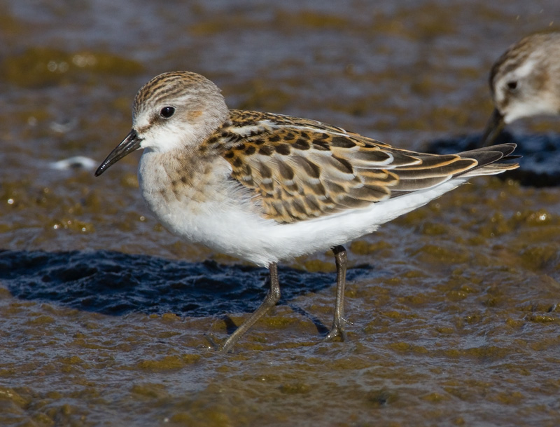 Pikkusirri Calidris minuta