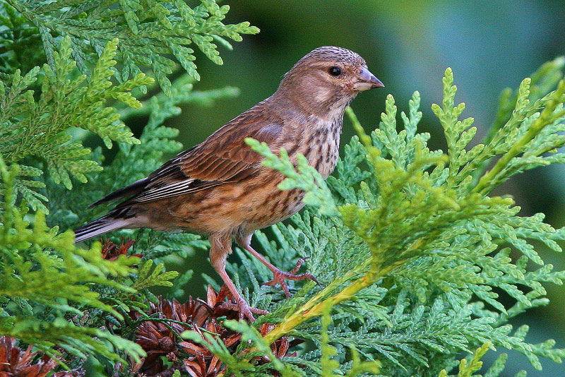 Hemppo, Linnet (Carduelis cannabina)