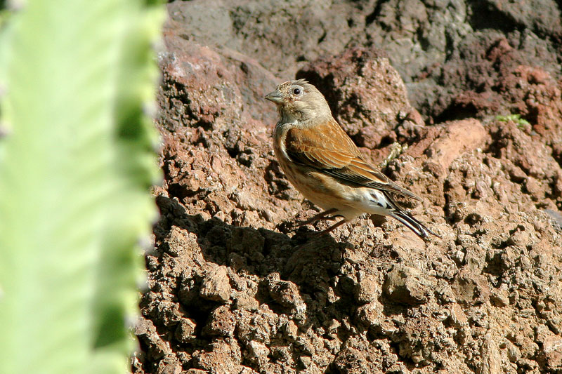 Hemppo Carduelis cannabina