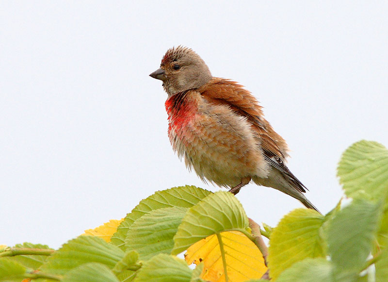 Hemppo, Linnet (Carduelis cannabina)