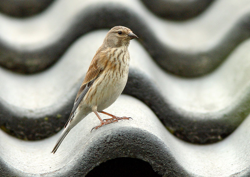 Hemppo, Linnet (Carduelis cannabina)