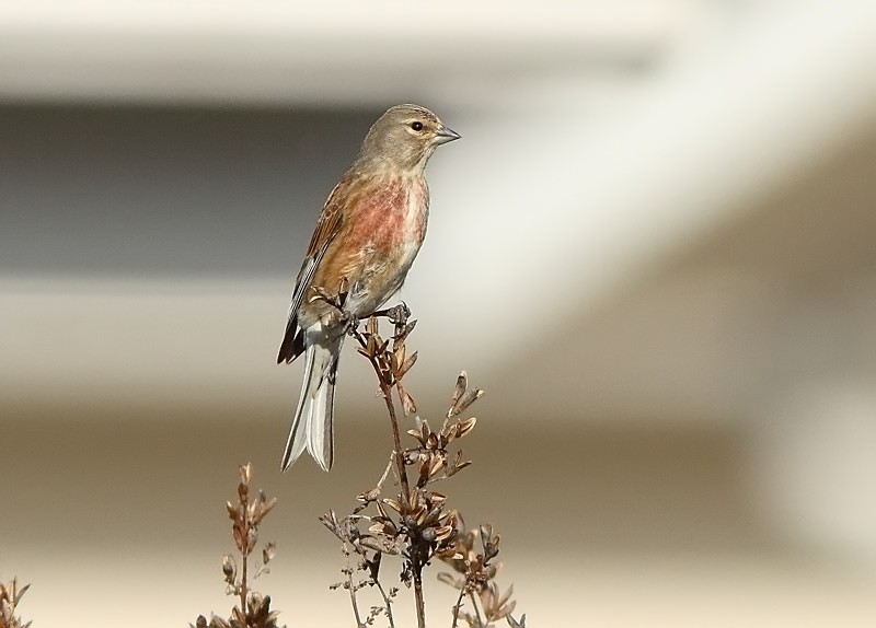 Hemppo, Linnet (Carduelis cannabina)