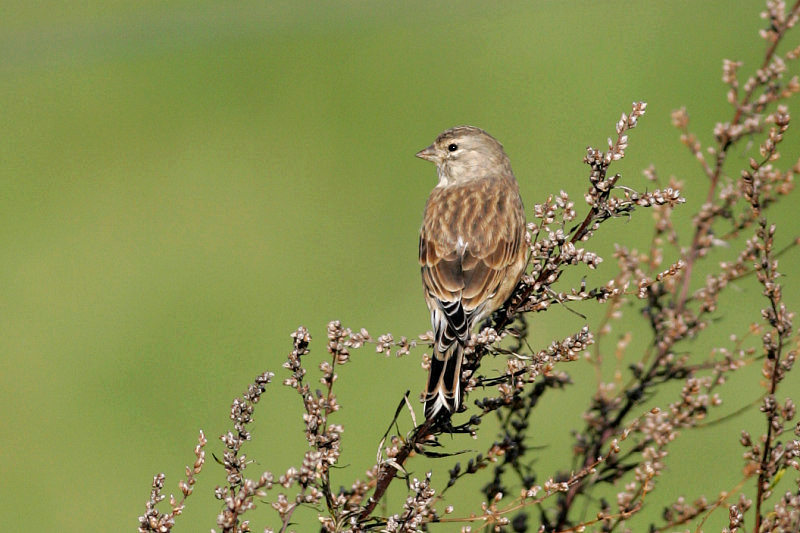 Hemppo, Linnet (Carduelis cannabina)