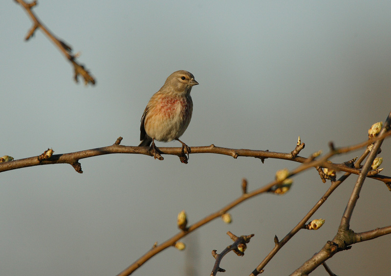 Hemppo, Linnet (Carduelis cannabina)