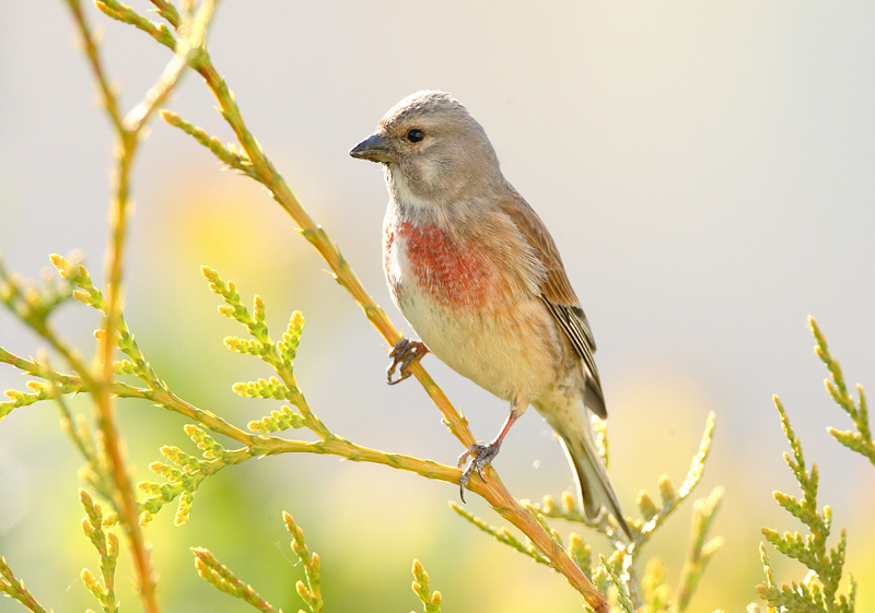 Hemppo, Linnet (Carduelis cannabina)