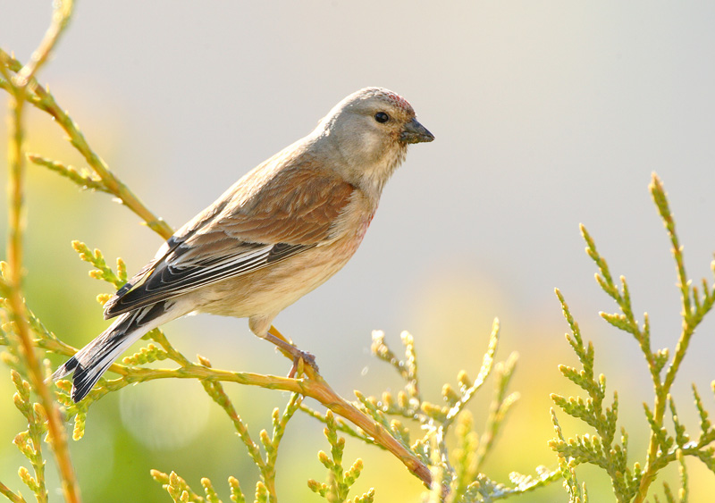 Hemppo, Linnet (Carduelis cannabina)