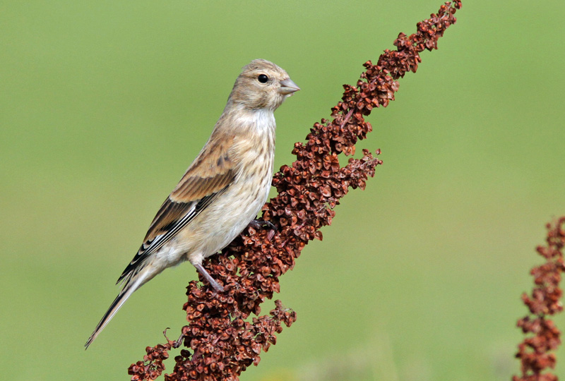 Hemppo, Linnet (Carduelis cannabina)