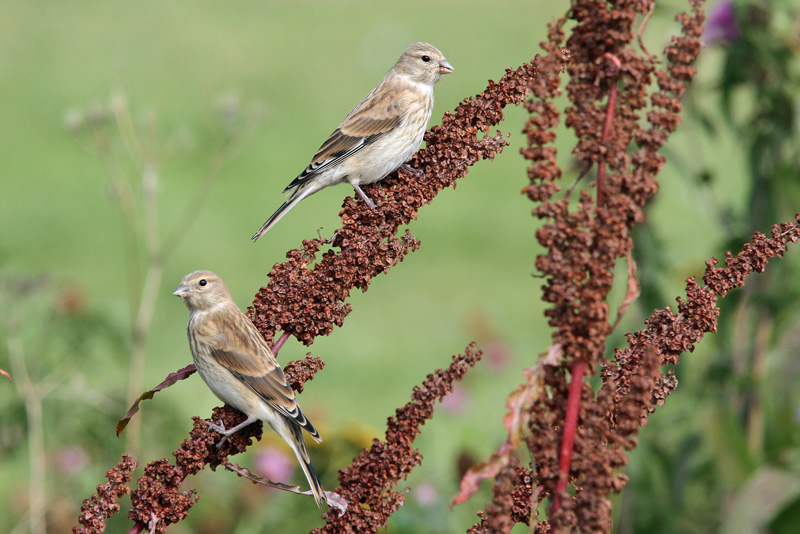 Hemppo, Linnet (Carduelis cannabina)