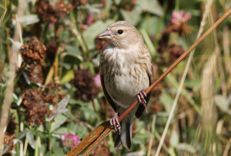 Hemppo, Linnet (Carduelis cannabina)