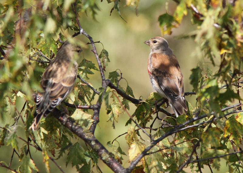 Hemppo, Linnet (Carduelis cannabina)