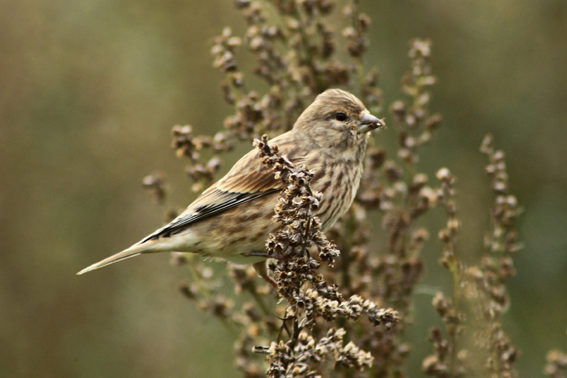 Hemppo, Linnet (Carduelis cannabina)