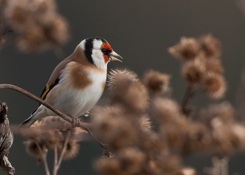Tikli Carduelis carduelis