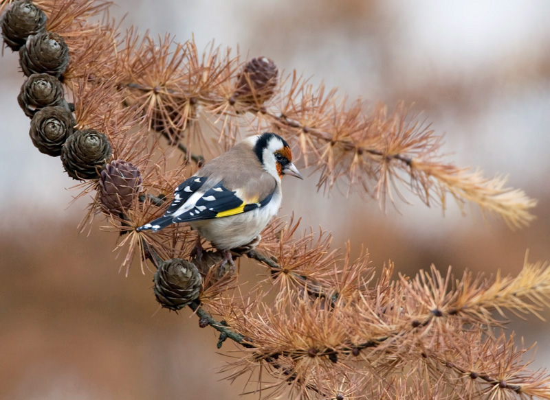Tikli Carduelis carduelis