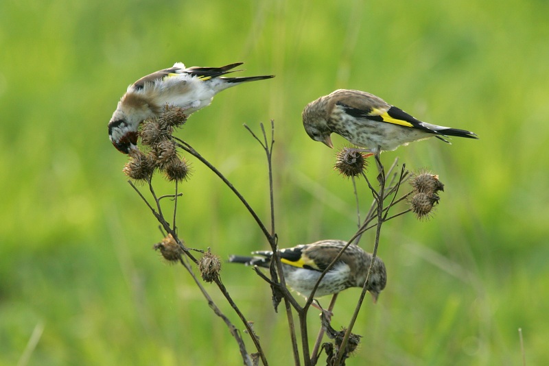 Tikli Carduelis carduelis