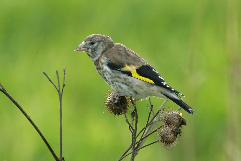 Tikli Carduelis carduelis