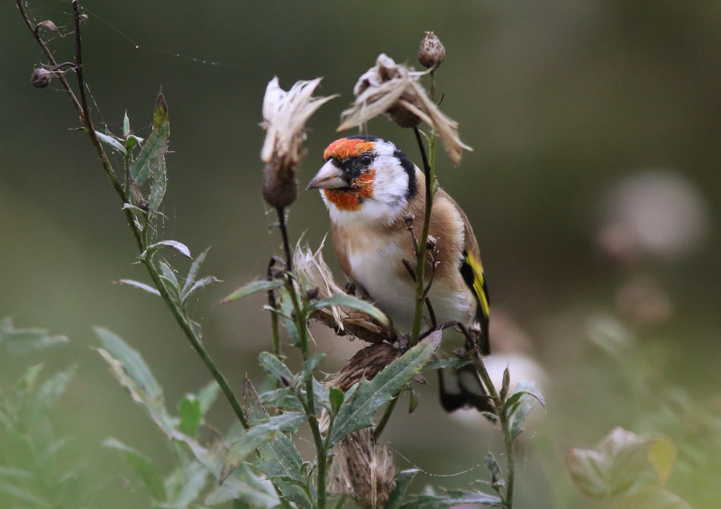 Tikli Carduelis carduelis