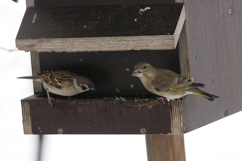 Viherpeippo (Carduelis chloris)