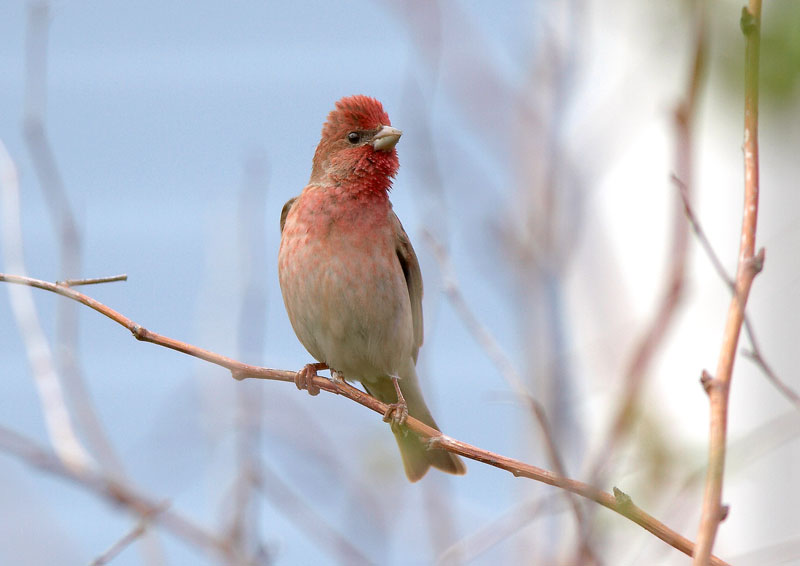Punavarpunen, Scarlet Rosefinch (Carpodacus erythrinus)