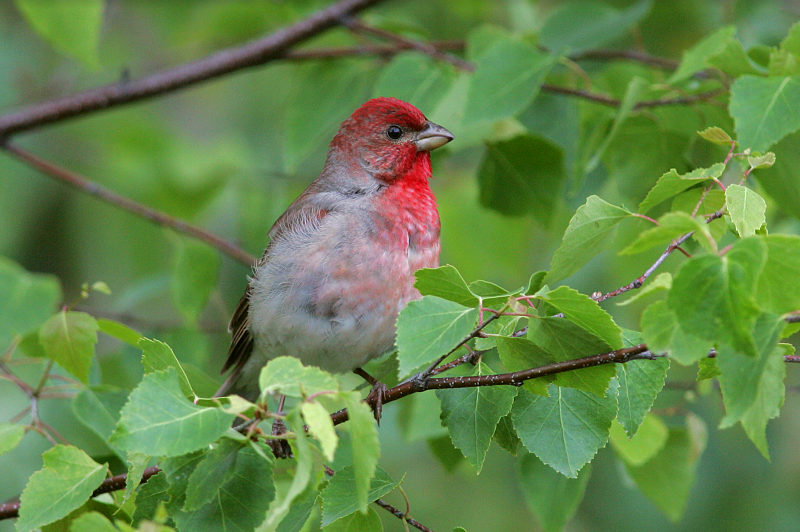 Punavarpunen, Scarlet Rosefinch (Carpodacus erythrinus)