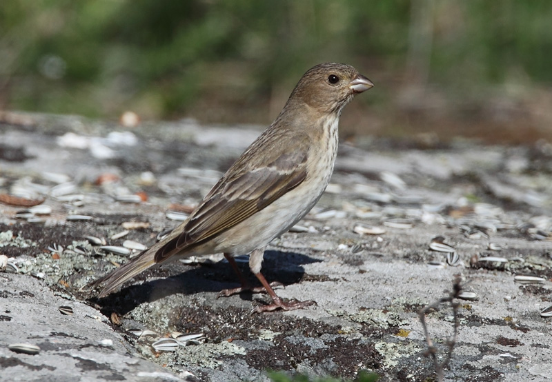 Punavarpunen, Scarlet Rosefinch (Carpodacus erythrinus)