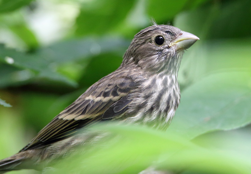 Punavarpunen, Scarlet Rosefinch (Carpodacus erythrinus)