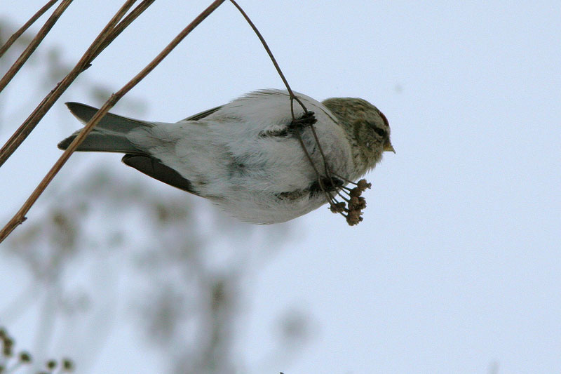 Tundraurpiainen Carduelis hornemanni