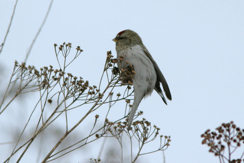 Tundraurpiainen Carduelis hornemanni