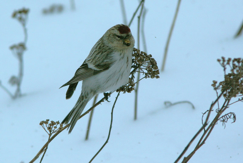 Tundraurpiainen Carduelis hornemanni