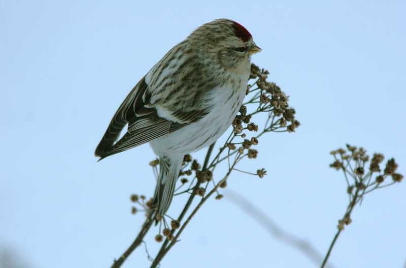 Tundraurpiainen Carduelis hornemanni