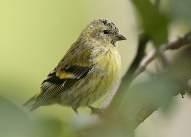 Vihervarpunen Eurasian siskin (Carduelis spinus)