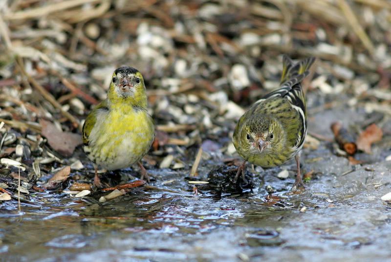 Vihervarpunen Eurasian siskin (Carduelis spinus)