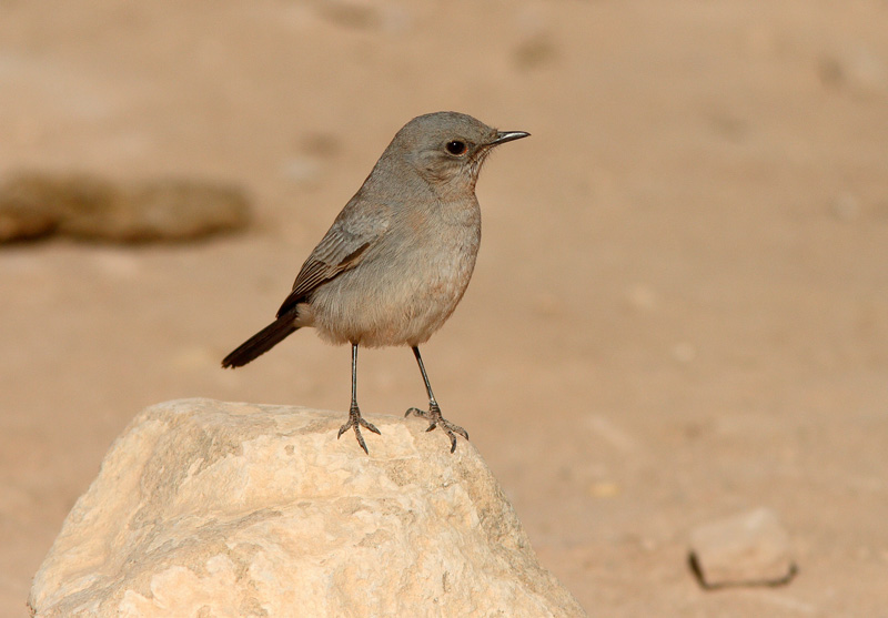 Mustapyrst�tasku Cercomela melanura