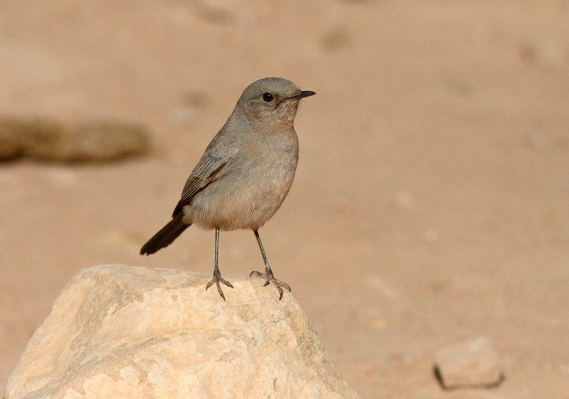 Mustapyrst�tasku Cercomela melanura