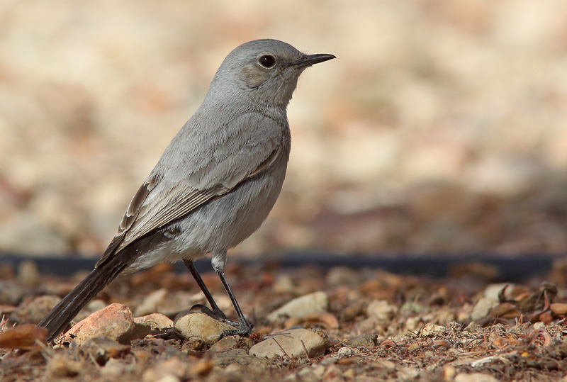 Israel, Eilat
