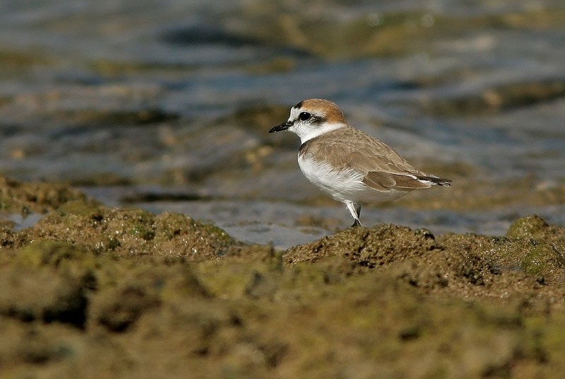 Mustajalkatylli Charadrius alexandrius