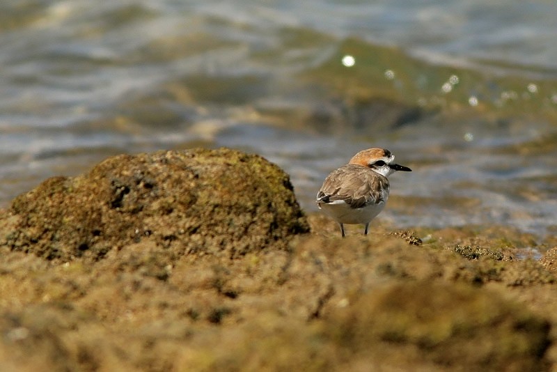 Mustajalkatylli Charadrius alexandrius