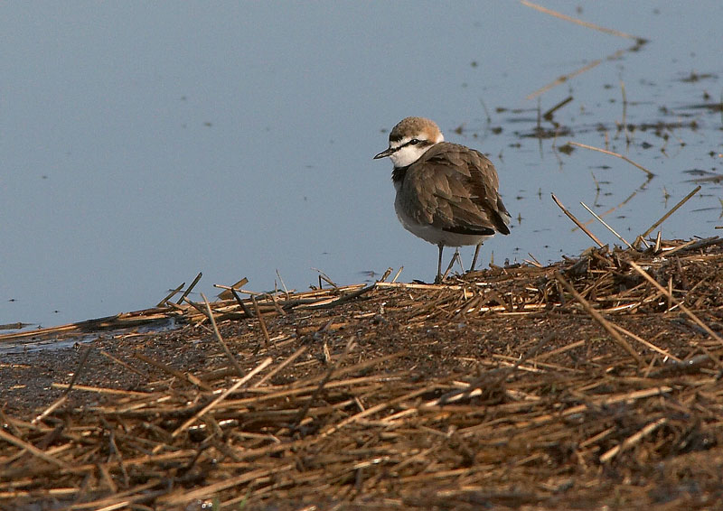 Mustajalkatylli Charadrius alexsandrius