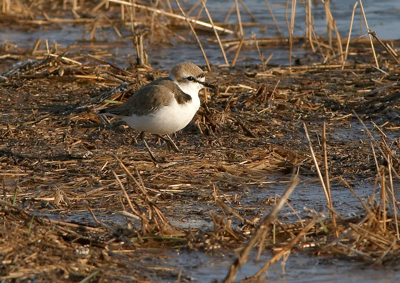 Mustajalkatylli Charadrius alexsandrius