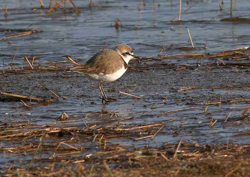 Mustajalkatylli Charadrius alexsandrius