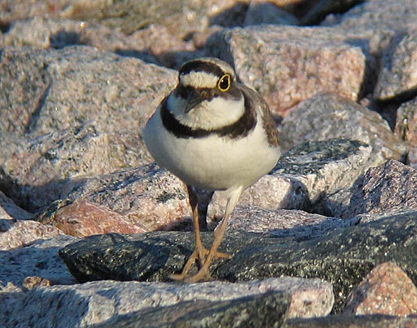 Pikkutylli