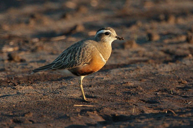 Ker�kurmitsa Dotterel (Charadrius morinellus)