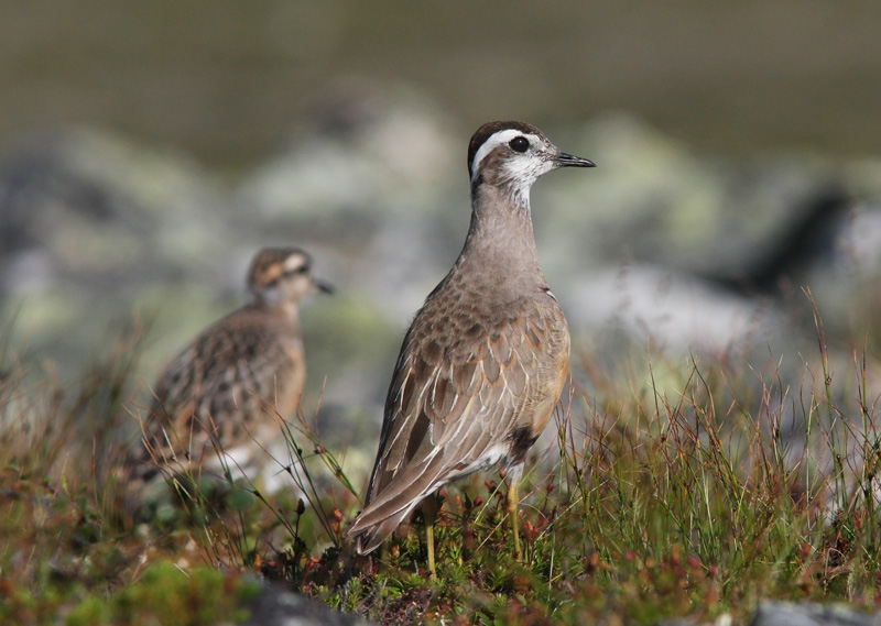 Ker�kurmitsa Dotterel (Charadrius morinellus)