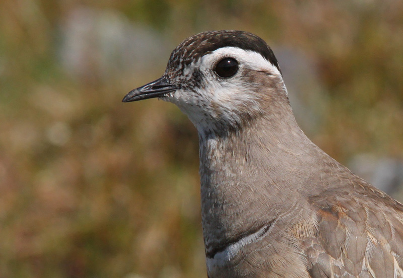 Ker�kurmitsa Dotterel (Charadrius morinellus)