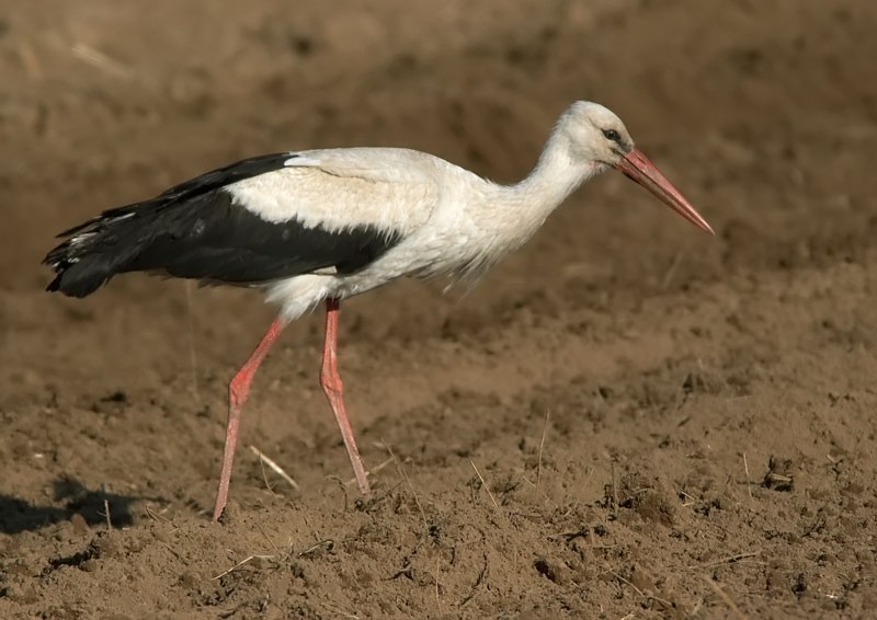 Kattohaikara, White Stork (Ciconia ciconia)